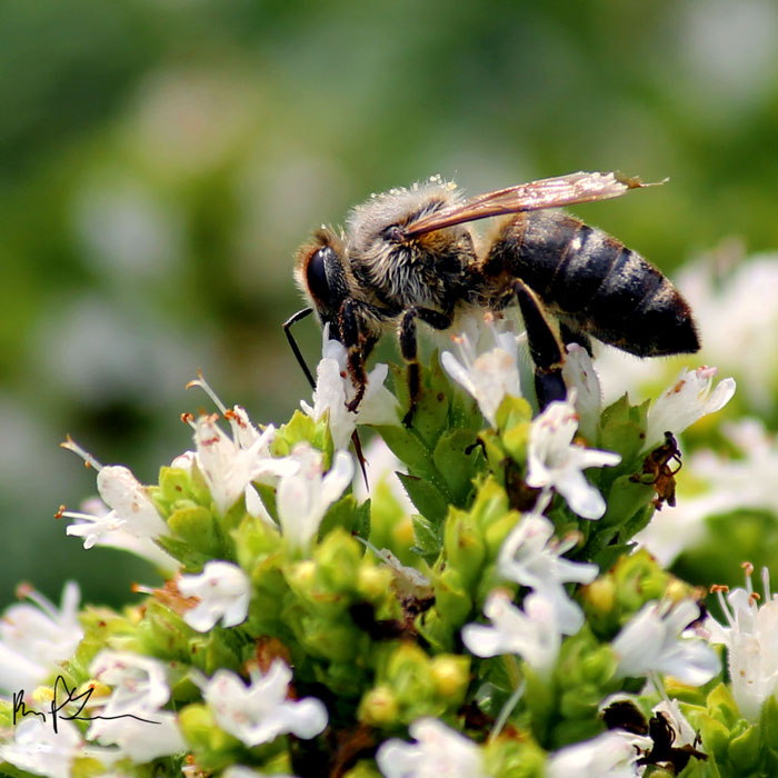 Honey Bee by Ken Laub 8/4/2014